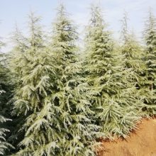 ������֦��Ҷï5��ѩ�� ͦ�α���5��ѩ�ɼ۸�