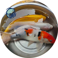 Ӧ ¥ Ʒ