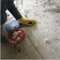 ཬ***