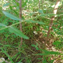 文冠果育苗，河池文冠果树苗，三年文冠果树苗的价格，什么时候种植文冠果树苗