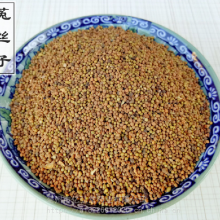 中药材菟丝子功效作用 豆寄生、无根草、黄丝藤、黄丝、无娘藤、金黄丝子
