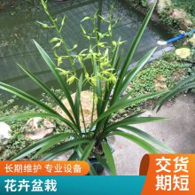 燎伯兰业 户外花卉摆放 花色绿白盆栽盆景 墨兰白墨