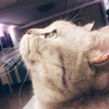 רҵع˾ѡڳʳƷ//pet food import