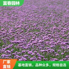 常年供应柳 叶马鞭草 基地种植 绿化工程苗木 花坛花镜配植