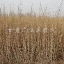 20221 ޲溦 ɳĮ 