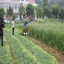 小型黑麦草收割机 饲养蝗虫蚂蚱草收割机