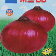 供紫玉66红皮洋葱种子 洋葱套种辣椒效益高