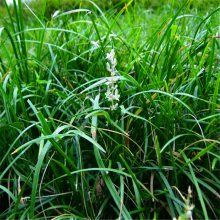 沿阶草 宿根花卉 麦冬草 玉带草 基地直销各花绿化花卉