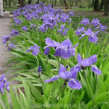 鸢尾花种植地 锦瑞绿化苗木 花色多样 地被及镶边植物