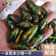 奇弘堂一支箭/瓶儿小草/蛇咬子野生正品药材产地批发全国包邮