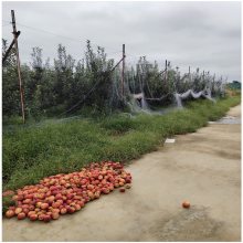 水蜜桃苹果苗得多少钱 早熟苹果苗品种 蜜脆苹果苗成熟期