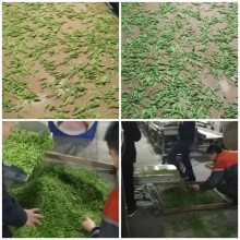 复合式微茶叶杀青设备 桑叶茶叶杀青设备 PLC自动化控制一键启动