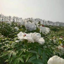 ����ĵ������۸�