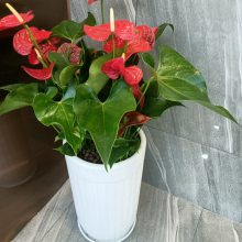 南宁办公室绿植租赁养护推荐 找汇成园艺