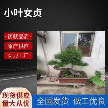 帅阳苗木 园林庭院绿化 基地供应 造型小叶女贞 造型多样 规格齐全