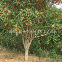 批发桂花树苗 桂花盆栽 八月桂 丹桂 四季桂 桂花小苗价格低