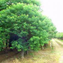 品质优秀 耐干早 沃美园艺 乌桕 高600 冠幅350 常用于行道树 园林绿化