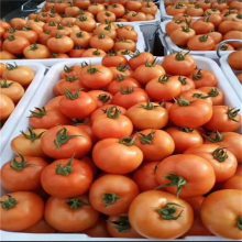 南充市蔬菜保鲜塑料筐