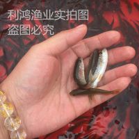 硿⵹   Ӽ 