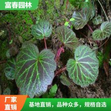 虎耳草长势喜人 基地种植 花坛花镜配植 阳台盆景