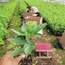 惠农农业 二年鲁樱5号辉煌樱桃树苗出售 代号1-5黄果品种