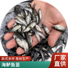 良种健康淡水鲈鱼苗报价 海鲈鱼苗水花 七星鲈鱼苗大规格 全国发货