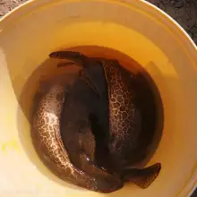 纯种好评如潮斑鳜鱼苗 老虎鳜鱼苗 圆鳜鱼苗 金钱鳜鱼苗