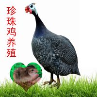 鼦ֳ鼦ֳ۸