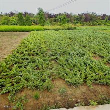 公鼎地柏苗20万棵 规格20-80长度