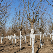 18公分旱柳 景观苗木 科技种植 苗圃好货