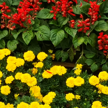 草花 节日摆花 绿丛园林