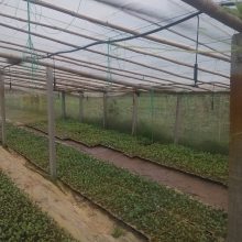 大棚微喷头吊挂喷灌头喷淋管喷灌PE管折射喷头32pe管