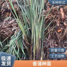 基地直销香蒲 水生花卉 绿化苗木 水生植物 荷塘绿化 香蒲苗销售