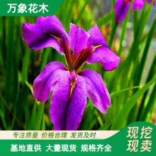 ��Ҷ�����ˮ��ֲ�� ���Ի��� ˮ���̻��쾰��ֲ ͥԺ�������辰