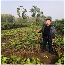 泰安无花果苗价格 种植当年结果采摘 无花果树苗批发基地