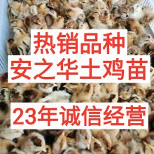 2020年安之华孵化场 广西优质鸡苗 土鸡苗 小脚鸡 灵山土鸡 正宗土鸡苗