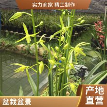 燎伯兰业 户外花卉摆放 花色绿白盆栽盆景 墨兰白墨