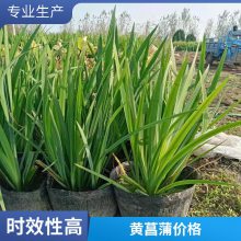 黄菖蒲苗 盆栽黄菖蒲 多年生 水生植物 湿地绿化植物