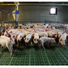 养猪场消毒用什么消毒液？