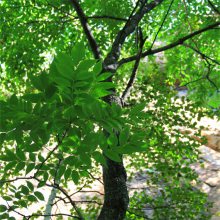 基地供应黄菠萝树苗 园林绿化观果植物 庭院防护树