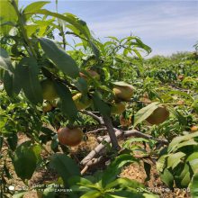 品种桃树苗基地好 无病虫害 数量多 油桃甜 亩产