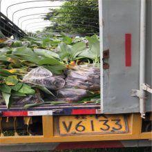 桂蕉苗 广西南宁香蕉苗 湛江徐闻雷州廉江南天黄香蕉苗