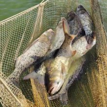 一斤左右超大特大规格的大头花鲢淡水养殖可食用活体饲料包邮包活