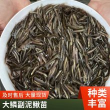 各种泥鳅苗批发 适应能力强 本地繁育 渔场直发 港发水产