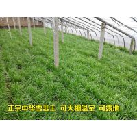 小细叶韭菜品种农家宽叶红根紫四季播汉中韭不休眠阳台种菜老种子