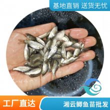 港发水产 鲫鱼苗出售中科三号鱼苗水产基地养殖源头厂家 送货上门