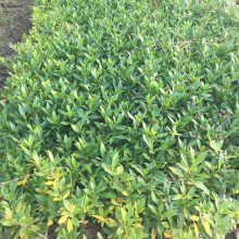 小叶雀舌栀子 湖南怀化高速公路绿化用的植物***格 性价比
