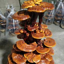 工艺品灵芝盆景制作厂家 盆栽批发 观赏用赤芝 灵芝种植技术 盆景摆件