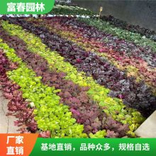 矾根 耐寒多色盆栽植物 园林工程庭院绿化室外地被花境 矾根花苗