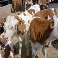 西门塔尔牛苗价格 一头小牛犊要多少钱 2020年牛价行情 怎么买小牛犊 牛肉多少钱一斤现在市场价